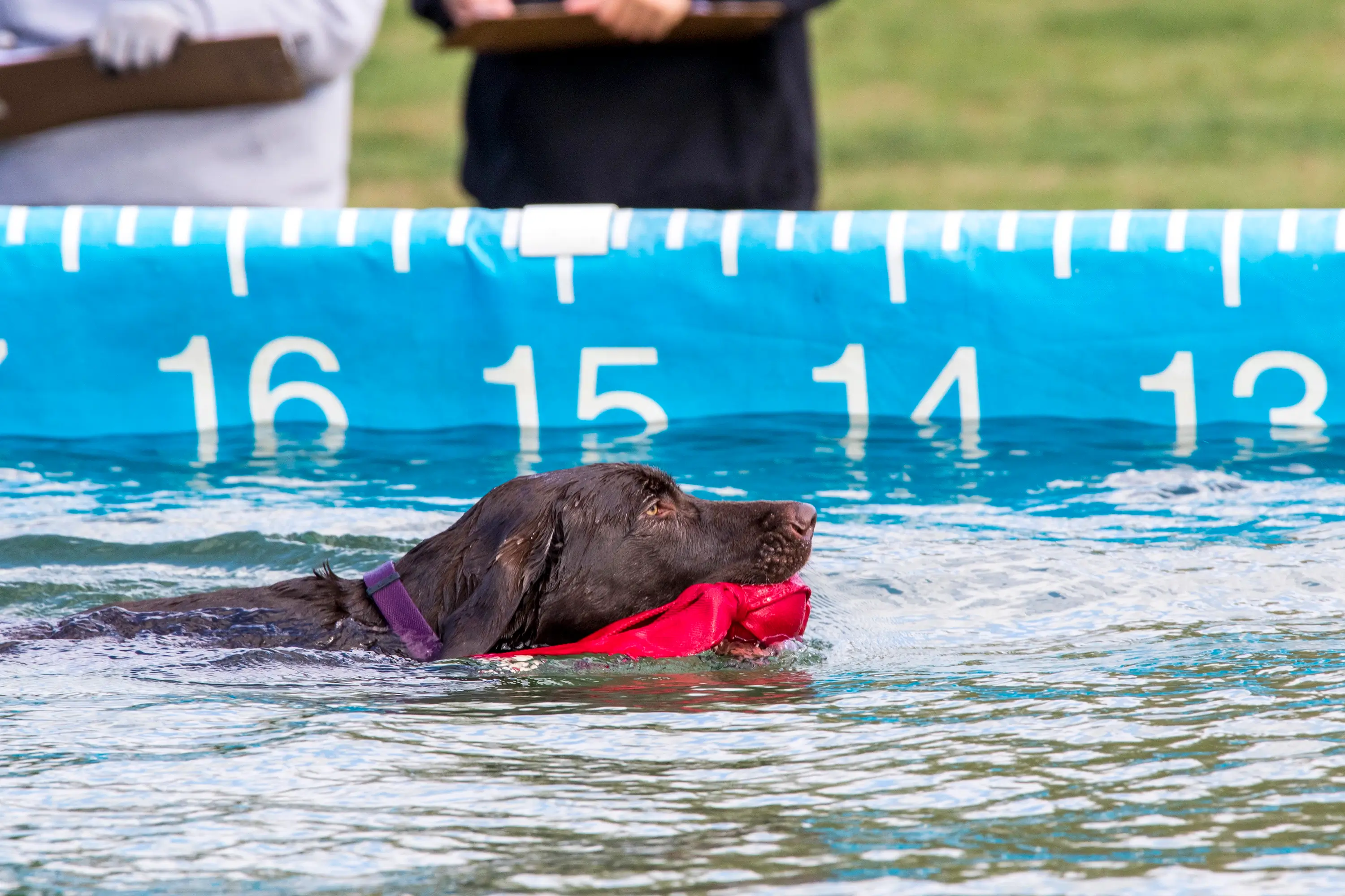 A dog swimming at the Waterfowl Festival in Talbot County.
