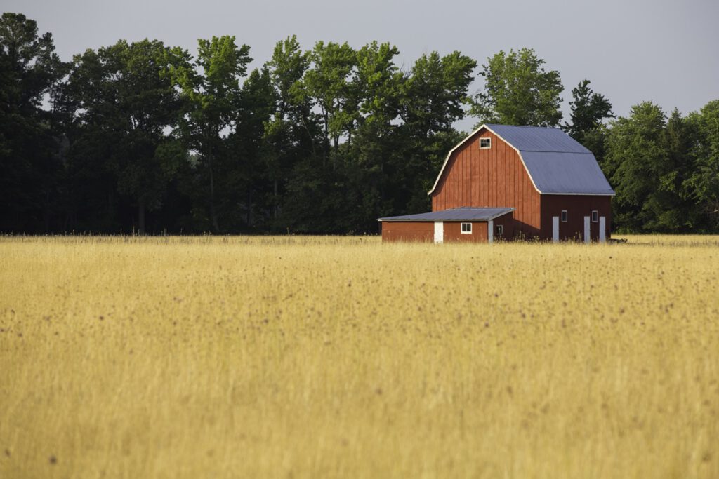 Talbot County farm field with red barn.