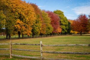 Field with fall colored trees in backround.