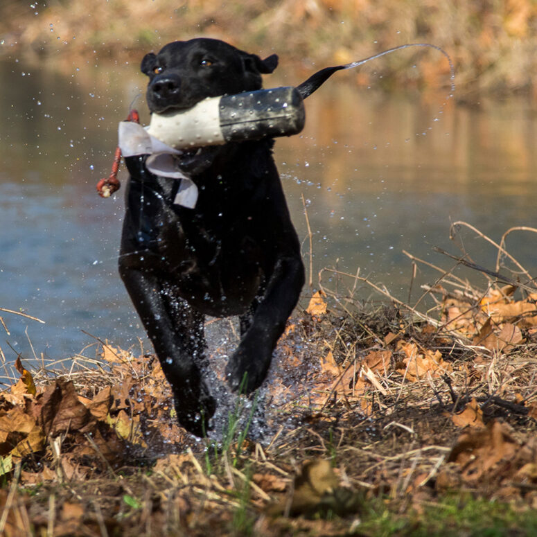 Retriever demonstrations at the Waterfowl Festival in Talbot County, Maryland.