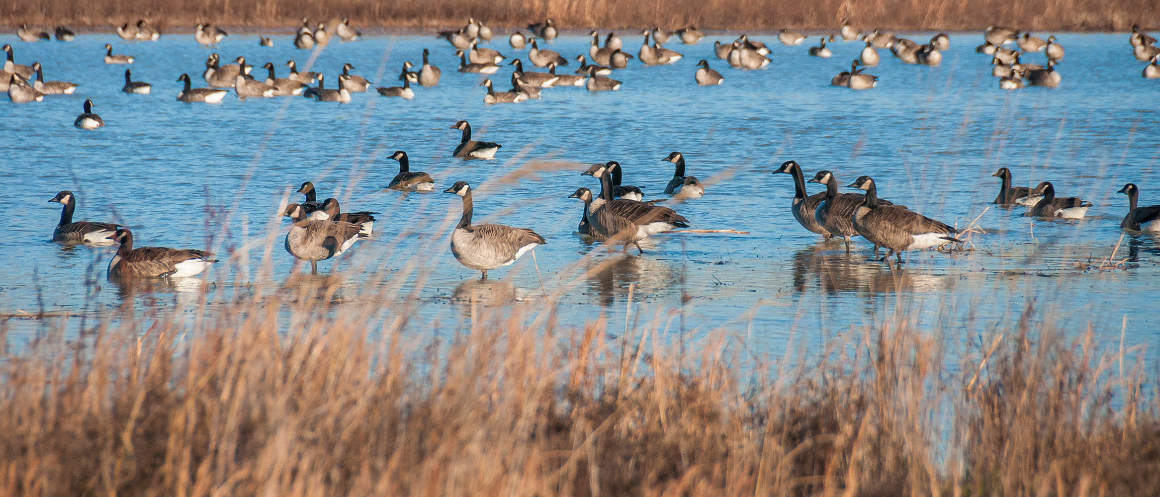 Geese have a second home in Talbot County, Maryland.