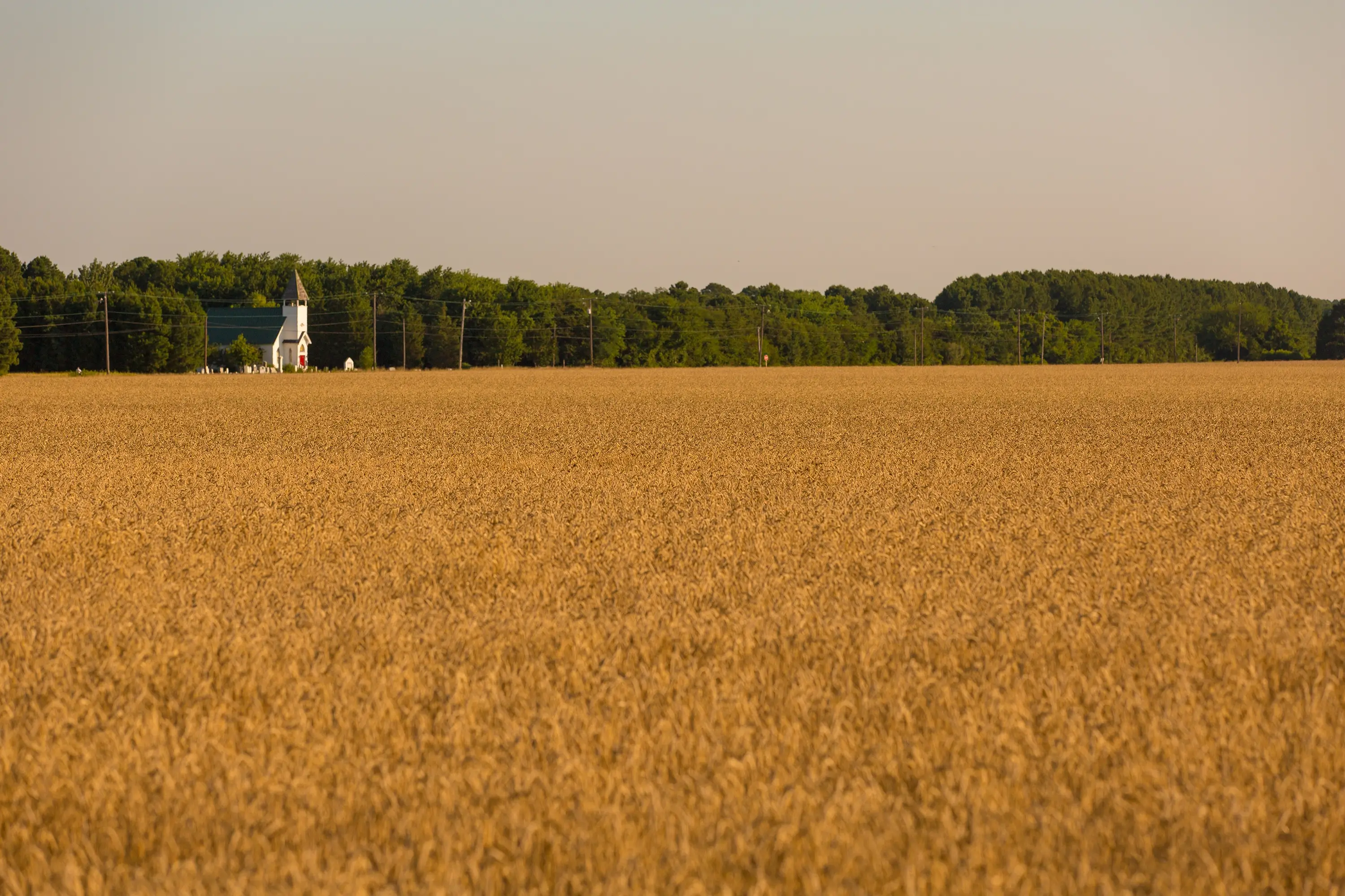 Soybean field with church in background in Talbot County.