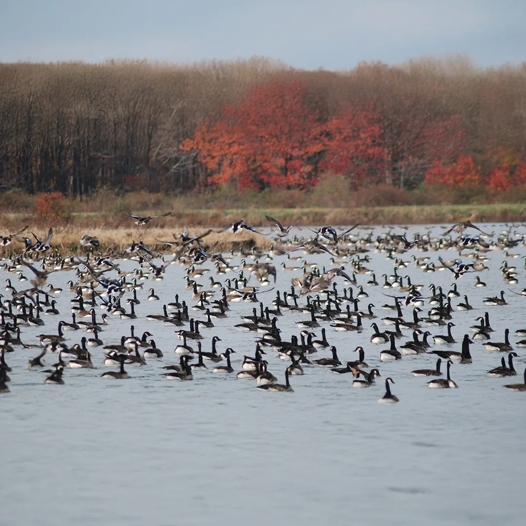 Geese flocking in Talbot County.
