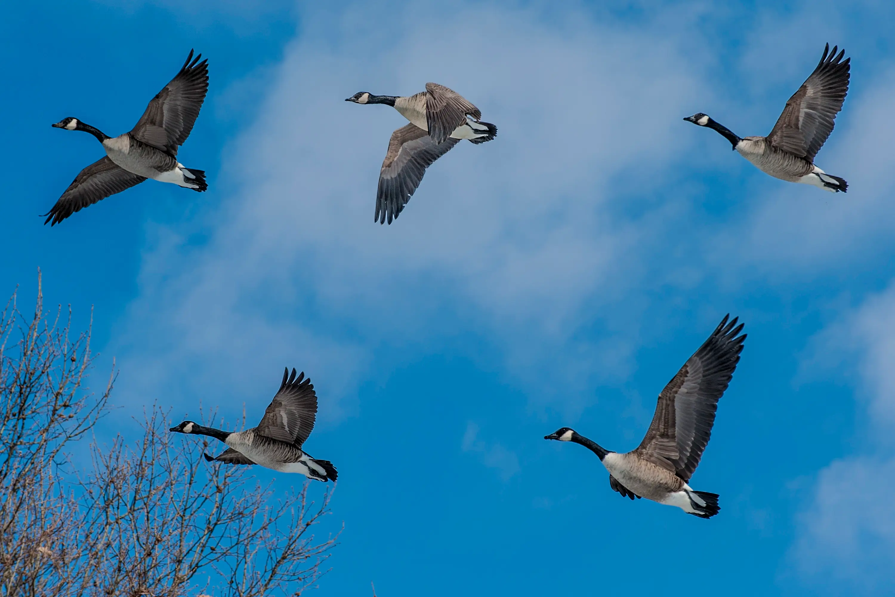 Geese flying with the sky as a backdrop.