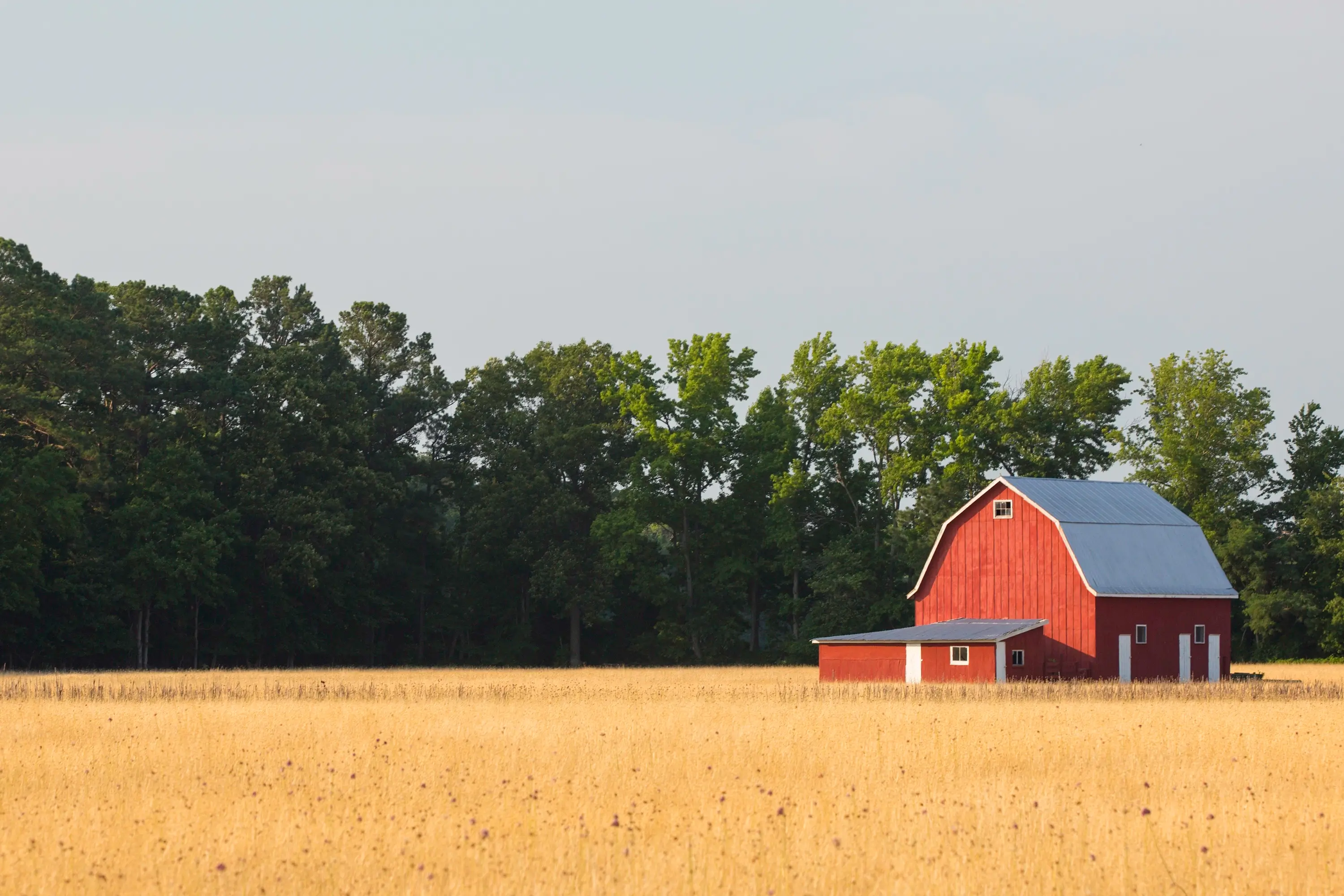 Talbot County farm field with red barn.