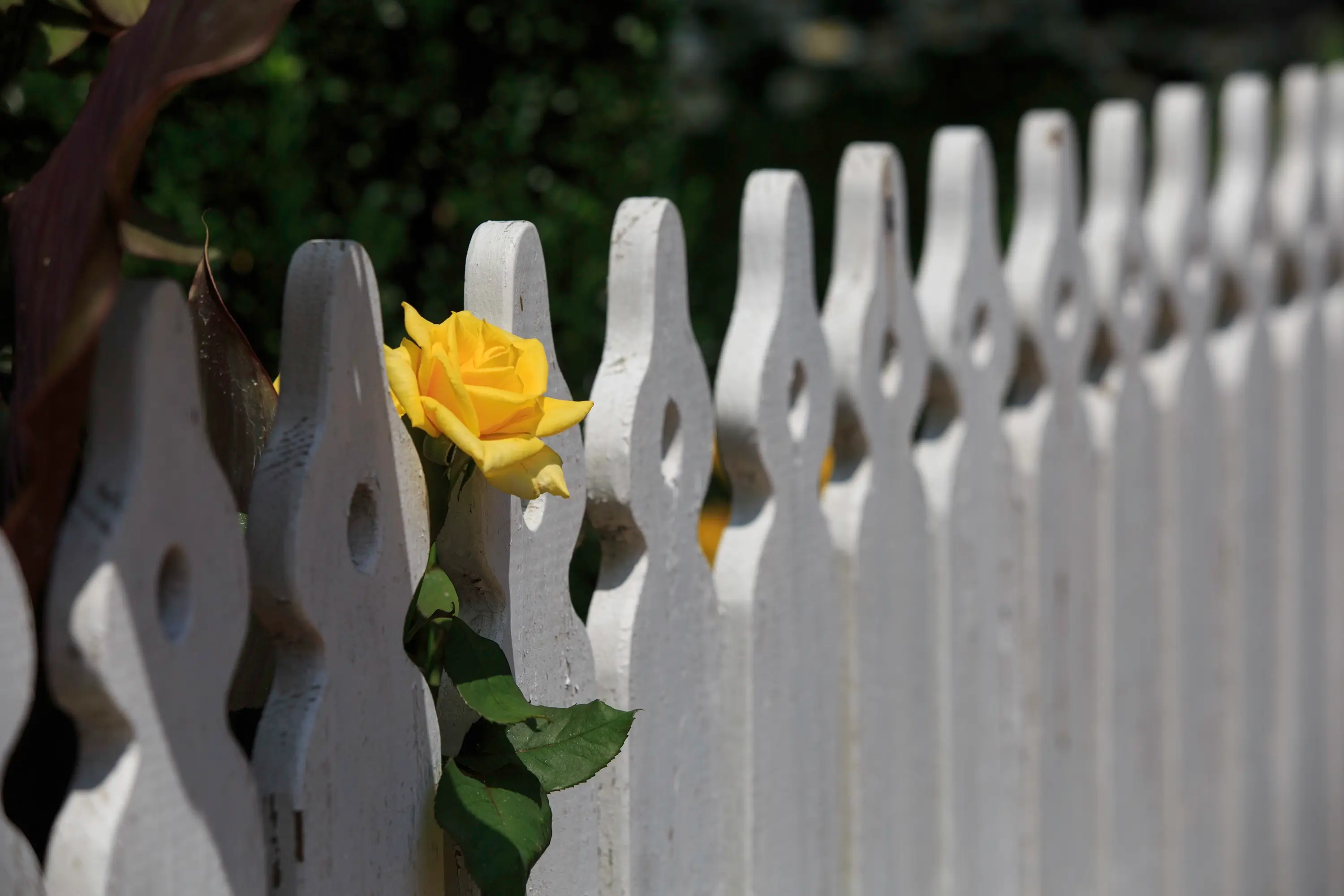 A white picket fence in Talbot County.